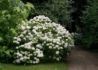 Kép 3/3 - Hydrangea macrophylla Soeur Therese / Kerti hortenzia fehér