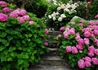 Kép 2/4 - Hydrangea macrophylla Zaffiro / Kerti hortenzia rózsaszín