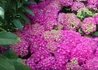 Kép 4/4 - Hydrangea macrophylla Zaffiro / Kerti hortenzia rózsaszín