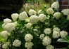 Kép 2/4 - Hydrangea paniculata Limelight / Bugás hortenzia