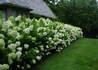 Kép 3/4 - Hydrangea paniculata Limelight / Bugás hortenzia