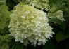 Kép 4/4 - Hydrangea paniculata Limelight / Bugás hortenzia