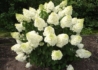 Kép 1/3 - Hydrangea paniculata Silver Dollar / Fehér virágú Bugás Hortenzia