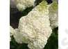 Kép 3/3 - Hydrangea paniculata Silver Dollar / Fehér virágú Bugás Hortenzia
