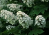Kép 1/4 - Hydrangea quercifolia / Tölgylevelű Hortenzia