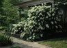 Kép 2/4 - Hydrangea quercifolia / Tölgylevelű Hortenzia