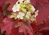 Kép 3/4 - Hydrangea quercifolia / Tölgylevelű Hortenzia