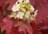 Kép 3/4 - Hydrangea quercifolia / Tölgylevelű Hortenzia