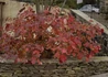 Kép 4/4 - Hydrangea quercifolia / Tölgylevelű Hortenzia