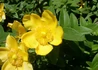 Kép 1/3 - Hypericum calycinum / Japán orbáncfű