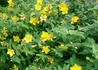 Kép 2/3 - Hypericum calycinum / Japán orbáncfű
