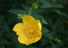 Kép 3/3 - Hypericum calycinum / Japán orbáncfű