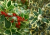Kép 2/2 - Ilex aquifolium Variegatum / Tarkalevelű magyal