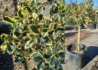 Kép 1/2 - Ilex aquifolium Variegatum / Tarkalevelű magyal