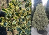 Kép 1/2 - Ilex aquifolium Variegatum / Tarkalevelű magyal