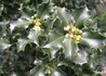 Kép 1/3 - Ilex meserveae blue prince / Kék magyal porzós