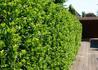 Kép 2/3 - Ilex meserveae blue prince / Kék magyal porzós