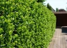Kép 3/3 - Ilex meserveae blue princess / Kék magyal termő