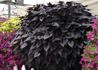 Kép 1/3 - Ipomoea batatas Black Heart / Édesburgonya