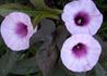 Kép 3/5 - Ipomoea batatas Blackie / Édesburgonya