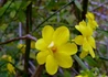Kép 1/4 - Jasminum nudiflorum / Téli jázmin