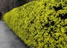 Kép 2/4 - Jasminum nudiflorum / Téli jázmin
