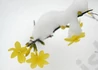 Kép 3/4 - Jasminum nudiflorum / Téli jázmin