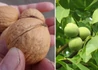 Kép 2/2 - Juglans Regia Milota 10 / Milotai 10 dió