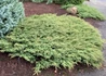 Kép 1/2 - Juniperus communis Green Carpet / Terülő boróka