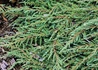Kép 2/2 - Juniperus communis Green Carpet / Terülő boróka