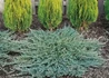Kép 2/2 - Juniperus horizontalis Icee Blue / Kék kúszó henyeboróka