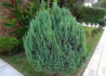Kép 1/3 - Juniperus Chinensis Stricta / Kínai boróka