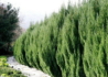 Kép 2/3 - Juniperus Chinensis Stricta / Kínai boróka