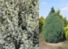Kép 3/3 - Juniperus Chinensis Stricta / Kínai boróka