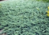 Kép 1/2 - Juniperus Horizontalis Glauca / Kék kúszó henyeboróka