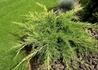 Kép 2/3 - Juniperus Media Old Gold / Óarany terülő boróka