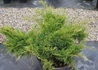 Kép 3/3 - Juniperus Media Old Gold / Óarany terülő boróka