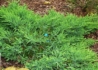 Kép 2/2 - Juniperus Procumbens Avasi / Kúszó boróka