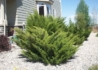 Kép 1/3 - Juniperus chinensis Mint Julep / Kínai boróka Mint Julep