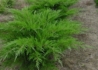 Kép 2/3 - Juniperus chinensis Mint Julep / Kínai boróka Mint Julep