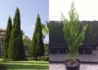 Kép 1/3 - Juniperus chinensis Spartan / Spartan boróka