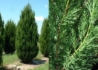 Kép 2/3 - Juniperus chinensis Spartan / Spartan boróka