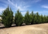 Kép 3/3 - Juniperus chinensis Spartan / Spartan boróka