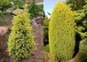 Kép 2/2 - Juniperus communis Gold Cone / Sárga oszlopos boróka