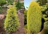 Kép 2/2 - Juniperus communis Gold Cone / Sárga oszlopos boróka