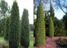 Kép 2/2 - Juniperus communis Hibernica / Oszlopos boróka