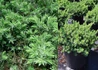 Kép 2/2 - Juniperus conferta Blue Pacific / Kék fövenyboróka