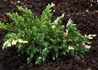 Kép 1/3 - Juniperus davurica expansa variegata / Törpe tarka levelű kínai kúszó boróka