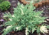 Kép 2/3 - Juniperus davurica expansa variegata / Tarka kínai kúszó boróka