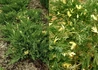Kép 3/3 - Juniperus davurica expansa variegata / Tarka kínai kúszó boróka